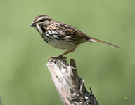 Song Sparrow 1344